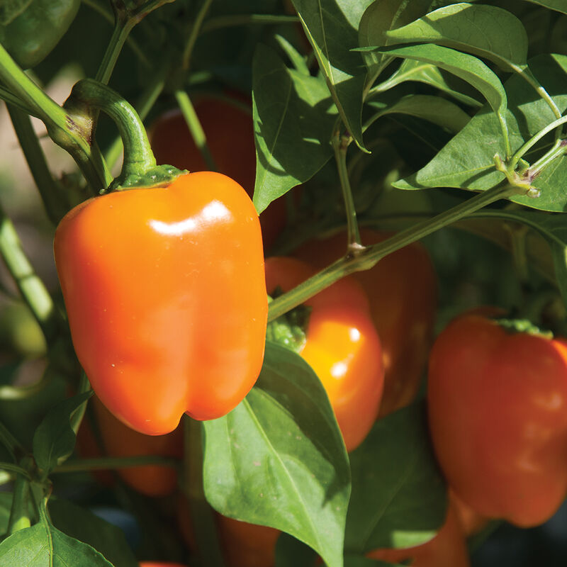 Eros – Organic Bell Pepper Seed