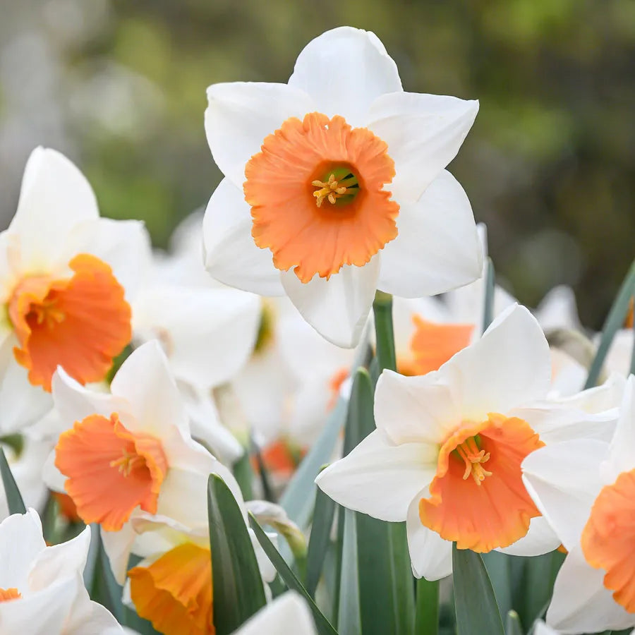 Chromacolor Daffodil Seeds