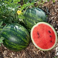 Mini Love – Watermelon Seed