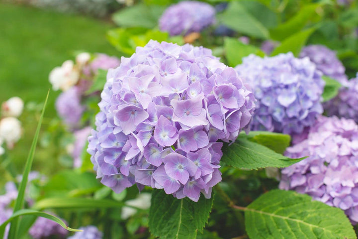 Organic Violet Hydrangea Flower Seeds for Planting – Heirloom, Non-GMO