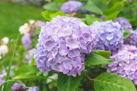 Organic Violet Hydrangea Flower Seeds for Planting – Heirloom, Non-GMO
