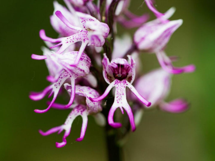 Organic Purple Naked Man Orchid Flower Seeds for Planting – Heirloom, Non-GMO Garden Seeds