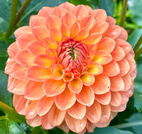 Dahlia- Winkie Kestrel (Tuber)