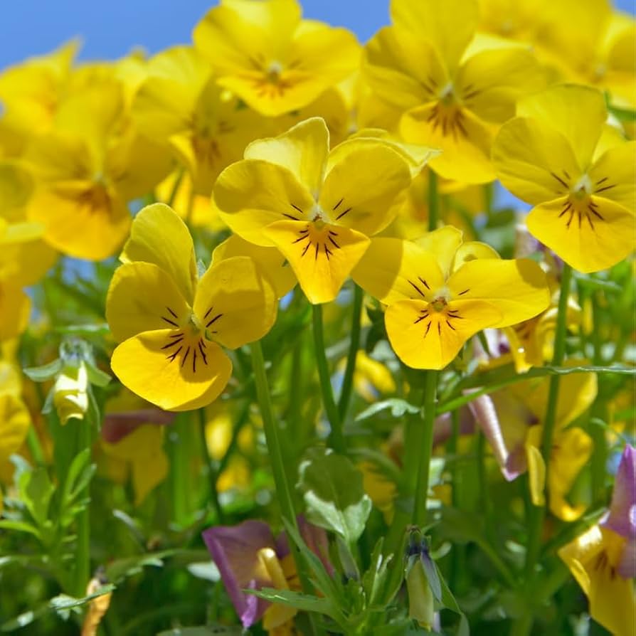 Velour Flower Seeds – Heirloom Non-GMO Richly Colored Blooms for Elegant Garden Planting