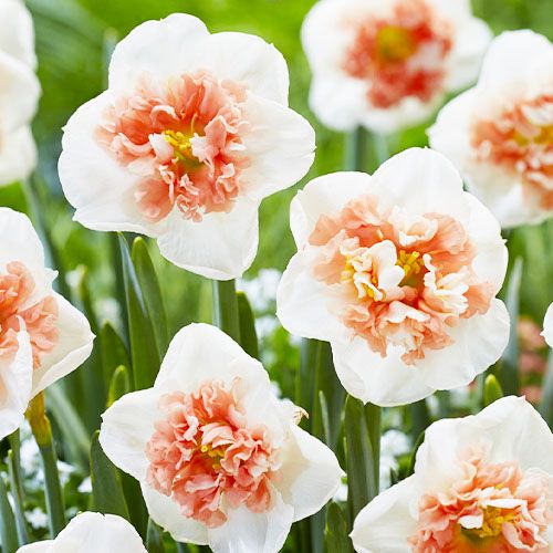 Fire Drill Daffodil Seeds