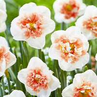 Fire Drill Daffodil Seeds