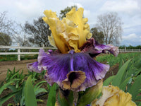Breeder's Choice Reblooming Tall Bearded Iris Mix