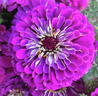 Purple Zinnia Flower Seeds for Garden Planting – Bright Blooms, Non-GMO, Heirloom Seeds