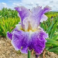 Moonlit Water Bearded Iris