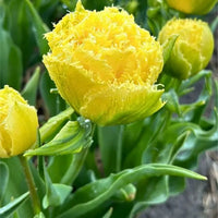 Lemon Shoot Tulip Seeds