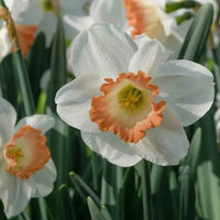 Daffodil- Eastern Dawn