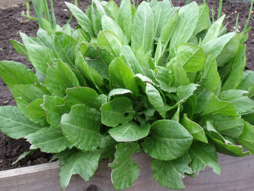 Sorrel – Green Seed