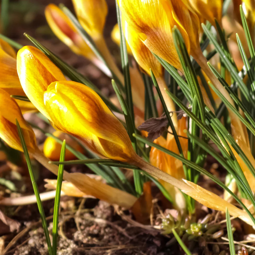 Crocus- Cloth of Gold