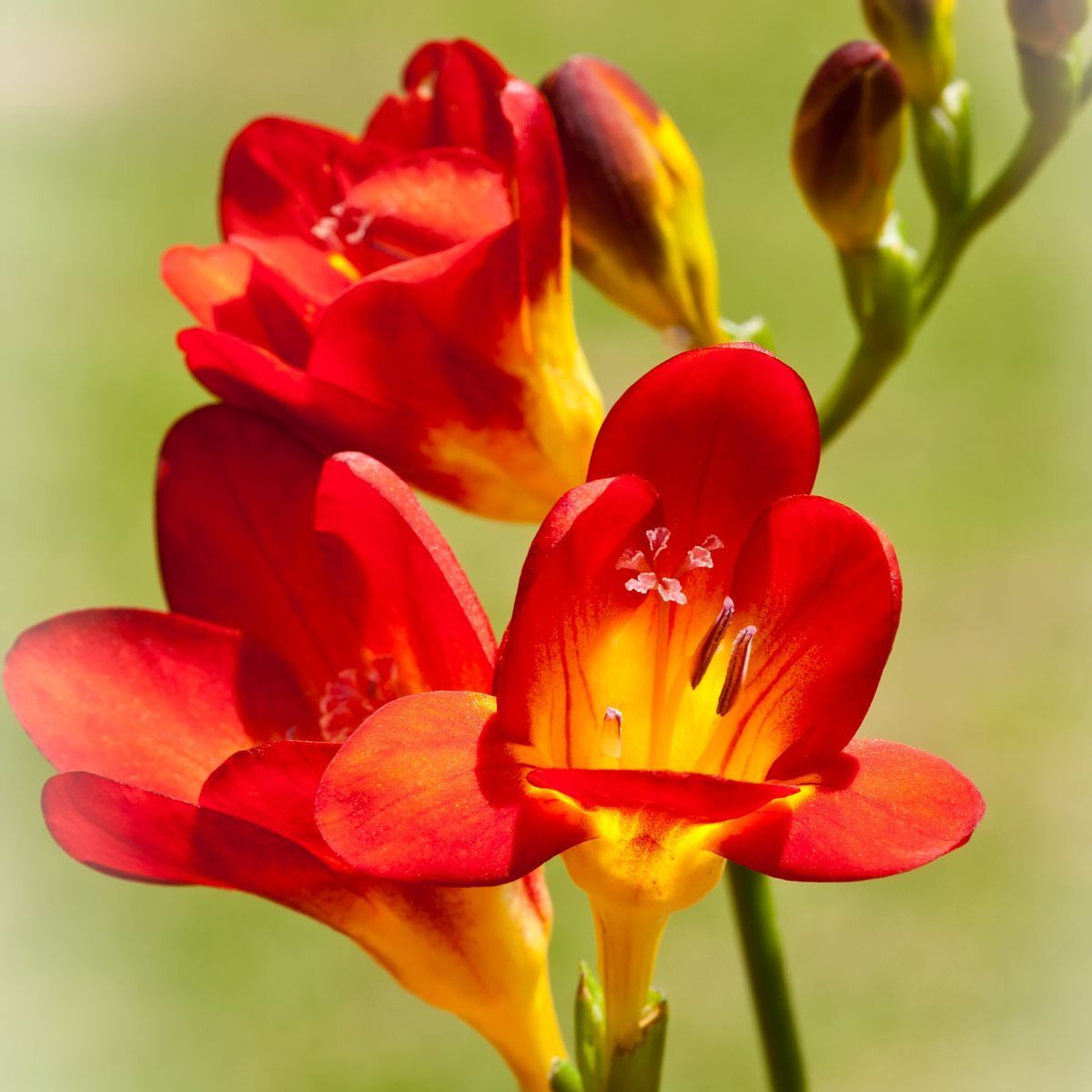 Freesia- Giant Single Red