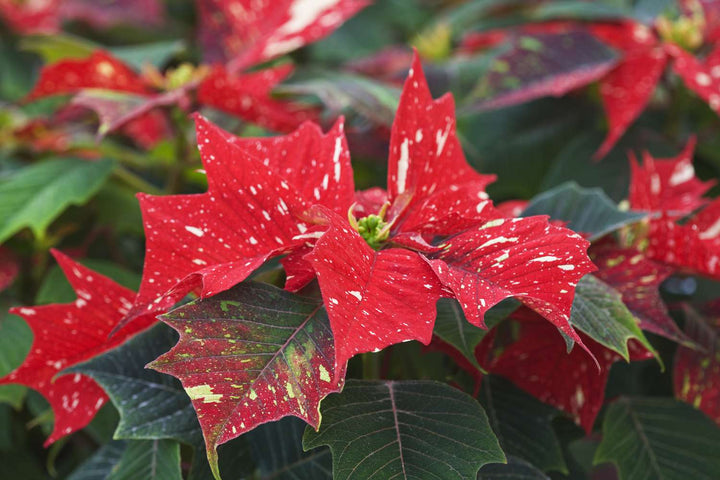 Red White Poinsettia Flower Seeds – Heirloom Non-GMO Festive Blooms for Garden and Pot Planting