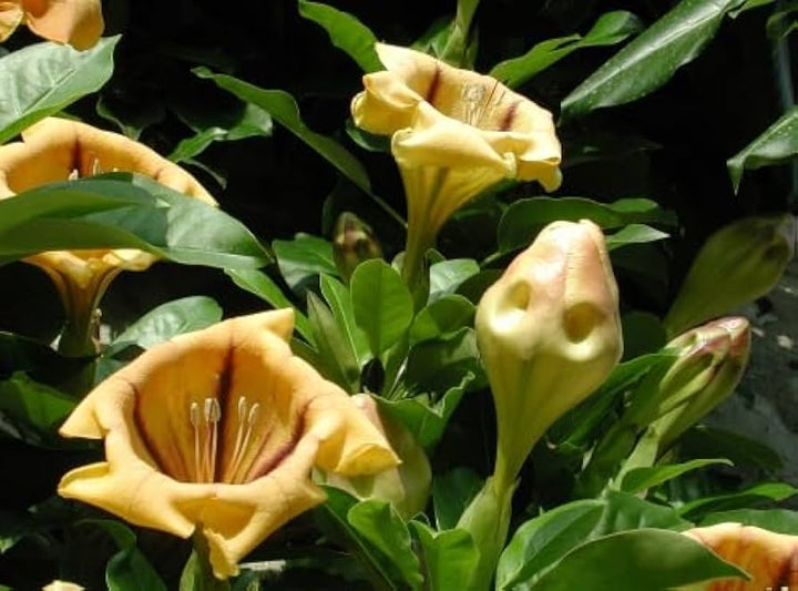 Heirloom Non-GMO Solandra Grandiflora Flower Seeds for Tropical Garden Landscapes and Bold Bloom Displays