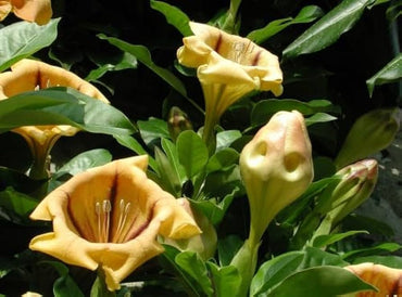 Heirloom Non-GMO Solandra Grandiflora Flower Seeds for Tropical Garden Landscapes and Bold Bloom Displays