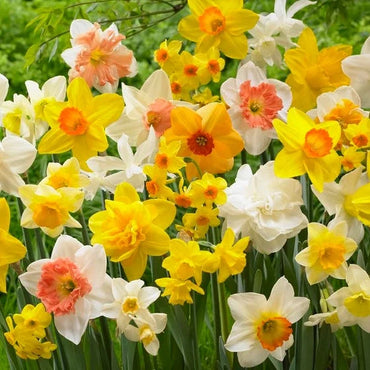 Butterfly Daffodil Mixture Seeds