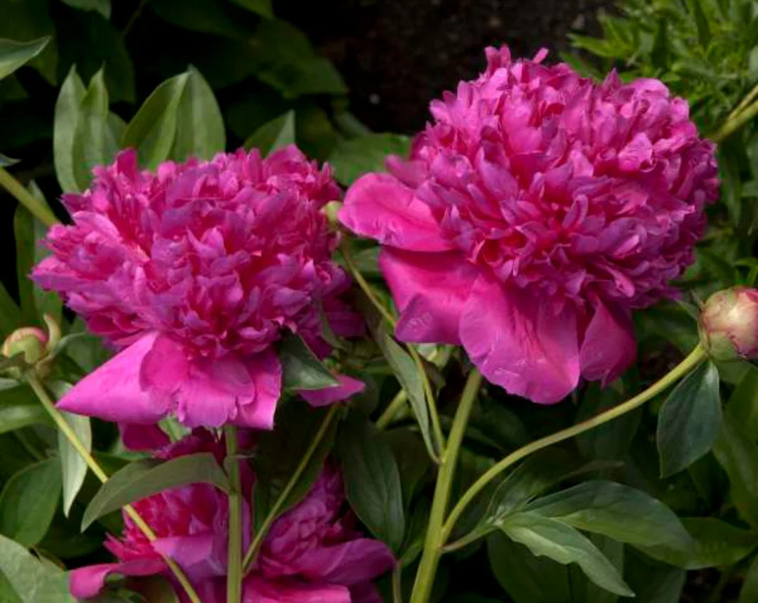 Felix Crousse Peony