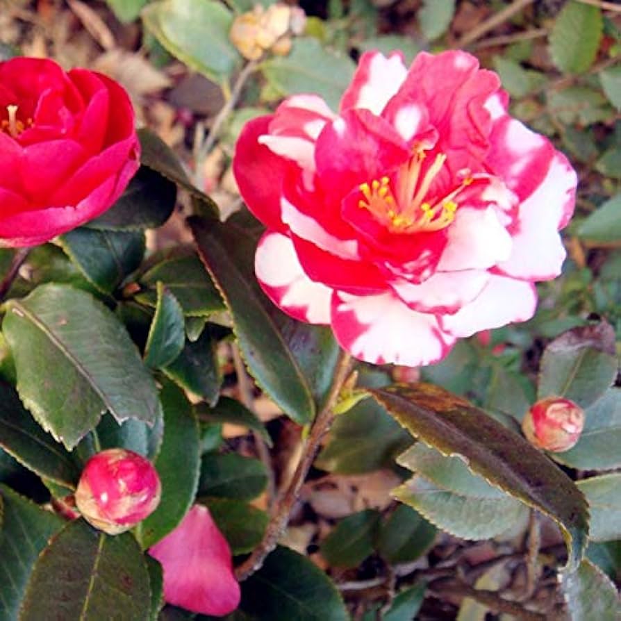 Organic Red White Camellia Japonica Flower Seeds for Planting – Heirloom, Non-GMO