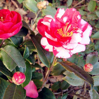 Organic Red White Camellia Japonica Flower Seeds for Planting – Heirloom, Non-GMO