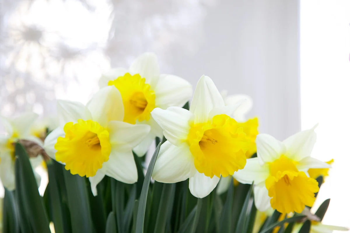 Goblet Daffodil Seeds
