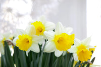 Goblet Daffodil Seeds