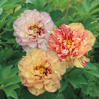 Lollipop Itoh Peony