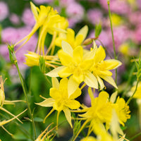 Aquilegia Chrysantha Flower Seeds – Heirloom, Non-GMO, Golden Columbine Blooms for Garden Planting