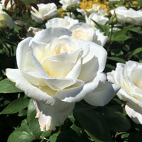 Sugar Moon Hybrid Tea Rose