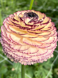 Ranunculus- Elegance Pastello Striato 66-12