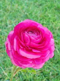 Ranunculus- Primo Rosa Rose Pink (Corm)