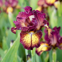Red Hot Chili Reblooming Bearded Iris