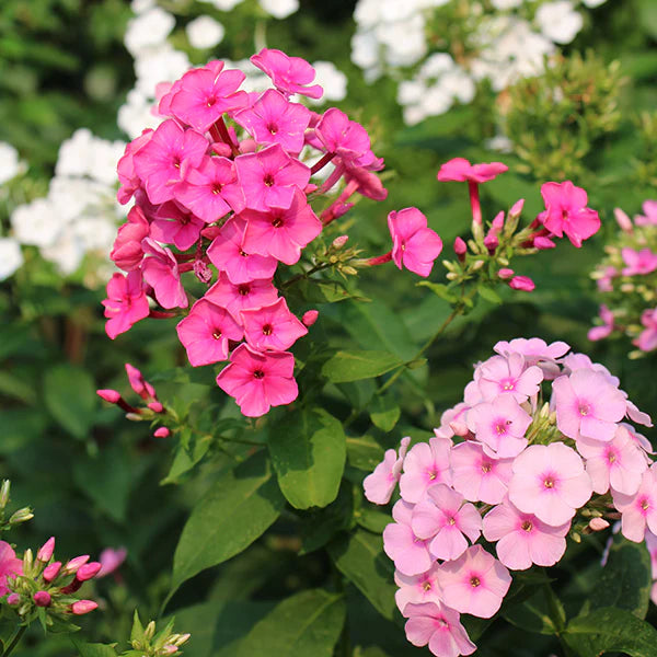 Tall Hybrid Phlox Mixture