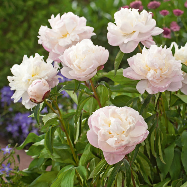 Shirley Temple Peony