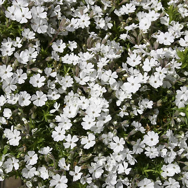 Carpet Phlox Collection