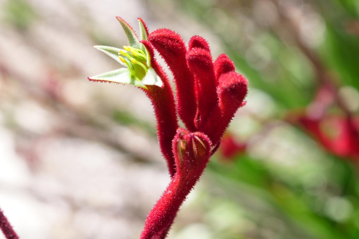 Kangaroo Paw- Red