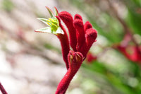 Kangaroo Paw- Red
