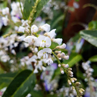 Hardenbergia- White