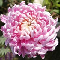 Giant Chrysanthemum Seeds