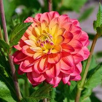 Princess Erika Dahlia