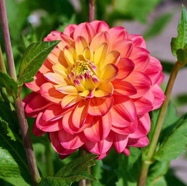 Princess Erika Dahlia