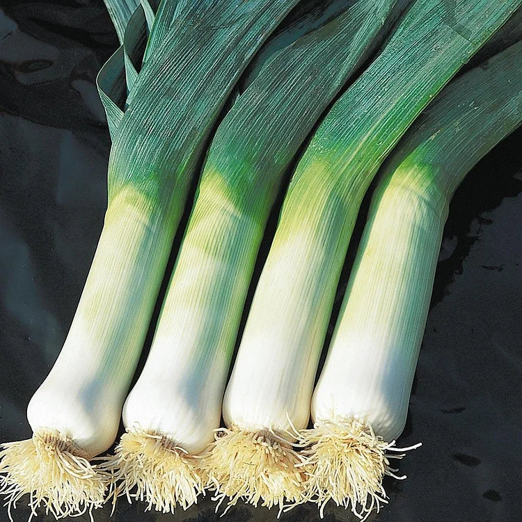 Leek Organic Seeds