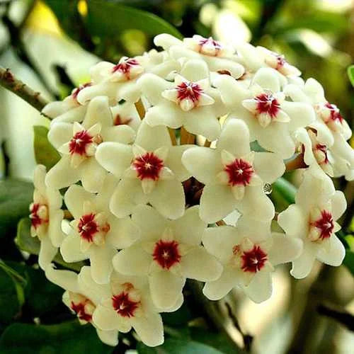 Egrow Hoya Carnosa Flower Seed