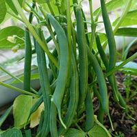Bush Beans Seeds