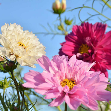 Double Cosmos Mixed Color Seeds