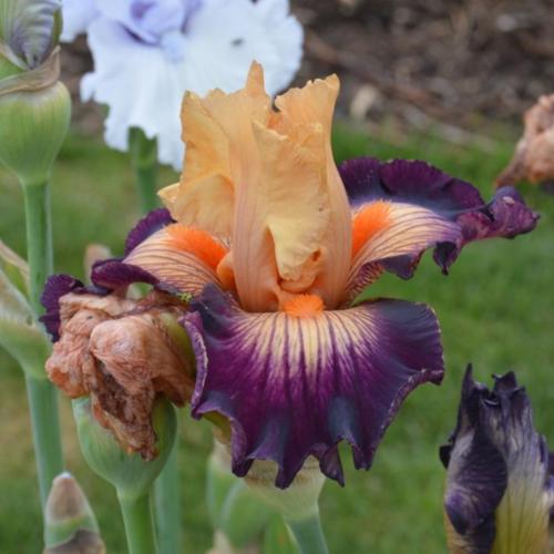 Double Exposure Reblooming Bearded Iris