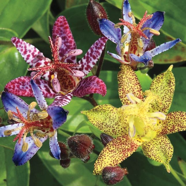 Deluxe Toad Lily Mixture Super Sak