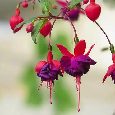 Fuchsia Hybrida Voss Seeds