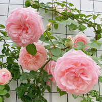 Climbing Rose Flower Seeds